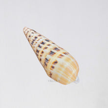 Load image into Gallery viewer, Lucia Calm Cone Seashell