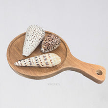 Load image into Gallery viewer, Lucia Calm Cone Seashell