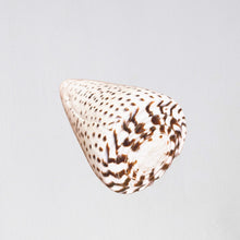 Load image into Gallery viewer, Lucia Calm Cone Seashell