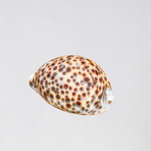 Load image into Gallery viewer, Lucia Calm Cone Seashell